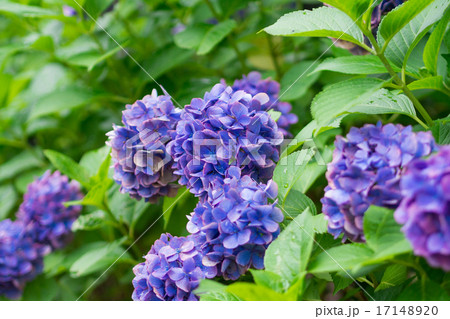 紫陽花の花 紫陽花の花 17148920