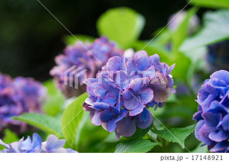 紫陽花の花 17148921