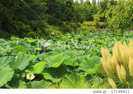 デンパーク 17149021