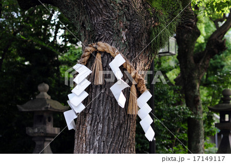 豊崎神社の御神木 豊崎神社の御神木 17149117