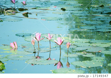 Lily flower on the water 17149347