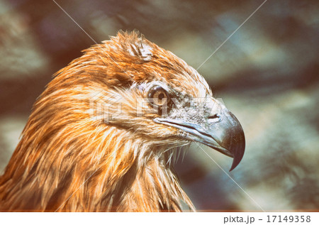 Portrait of an American Bald Eagle Portrait of an American Bald Eagle 17149358