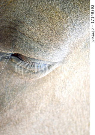 Close up of a horse portrait Close up of a horse portrait 17149392