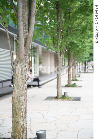 街路樹の列植 街路樹の列植 17149434