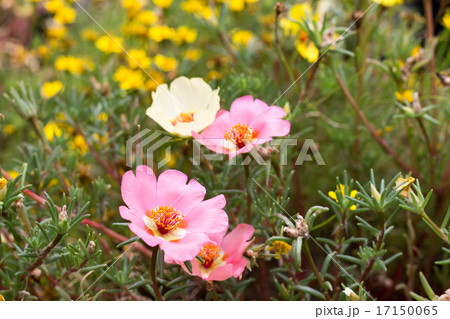 松葉牡丹 17150065