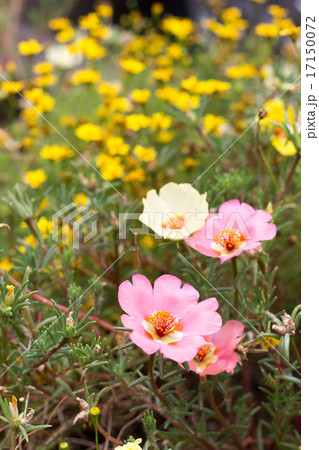 松葉牡丹 17150072