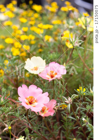 松葉牡丹 17150075