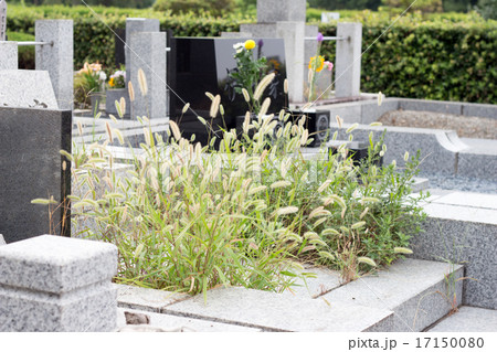 雑草のはえたお墓 17150080