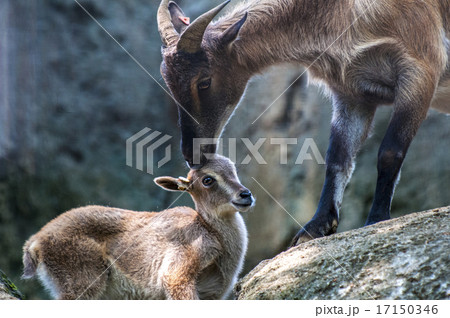 ヒマラヤタールの母子 17150346