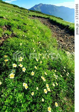 北アルプス・北ノ俣岳のチングルマと薬師岳 17150466