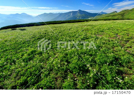 北アルプス・北ノ俣岳のハクサンイチゲ群落と黒部五郎岳方面の展望 17150470