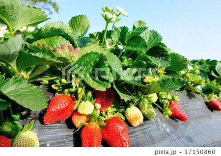 strawberry field 17150860
