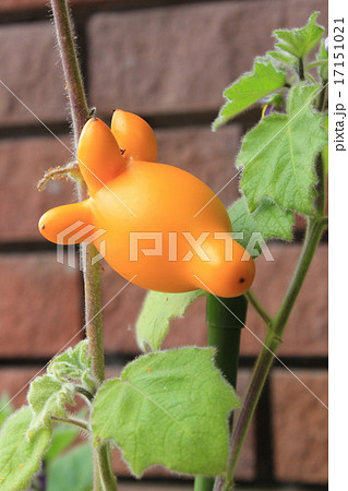 ツノナスの実　フォックスフェイスの実 17151021