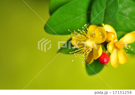 ヒペリカム ヒペリカム 17151259