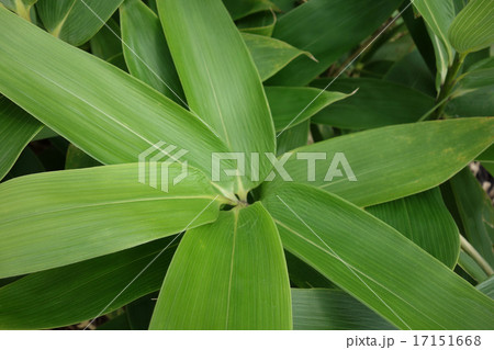 えぞ熊笹の若葉01 17151668