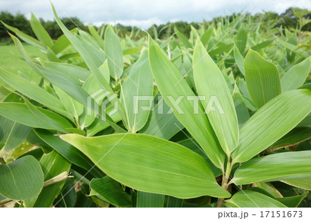 えぞ熊笹の若葉06 17151673