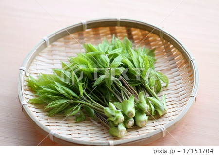 採れたてコシアブラ 採れたてコシアブラ 17151704