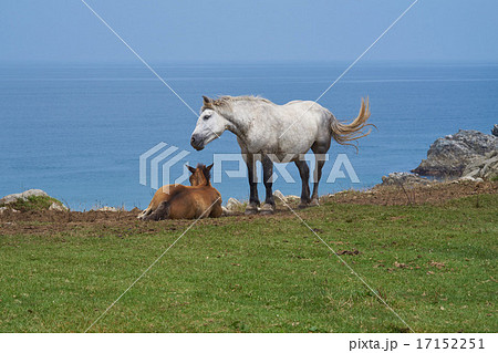 半島の草原でのんびりと過ごす馬の親子（尻屋崎、下北半島、青森県） 17152251