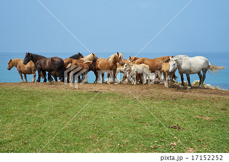 半島の草原でのんびりと過ごす馬の群れ(尻屋崎、下北半島、青森県) 半島の草原でのんびりと過ごす馬の群れ(尻屋崎、下北半島、青森県) 17152252