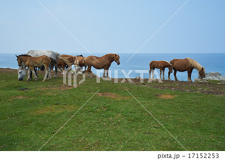 半島の草原で牧草を食む馬の群れ（尻屋崎、下北半島、青森県） 17152253