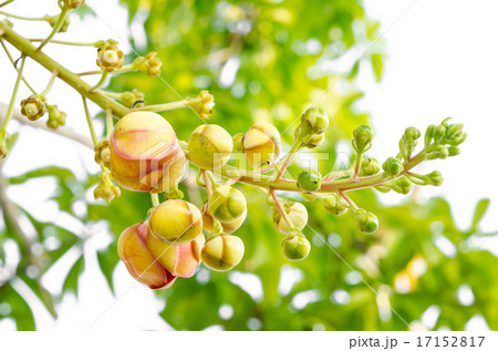 Young Sala or Cannon Ball, Cannon Ball Tree, Sal Young Sala or Cannon Ball, Cannon Ball Tree, Sal 17152817