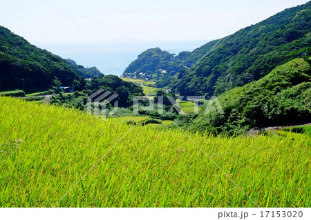 収穫間近の春日の棚田と海 17153020