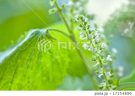 大葉 花穂 葉 の写真素材