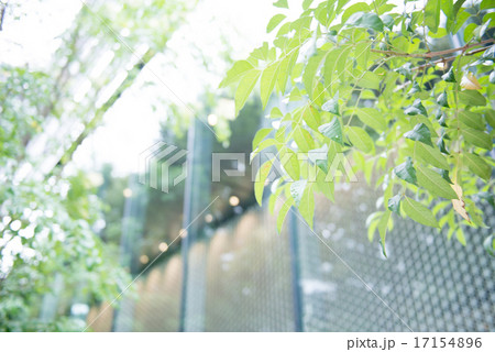 緑と建物 緑と建物 17154896