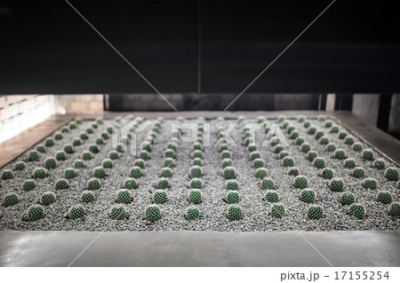 Pad for growing cactus in the interior 17155254