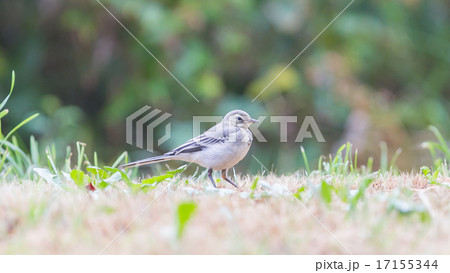 Yellow wagtail, female Yellow wagtail, female 17155344