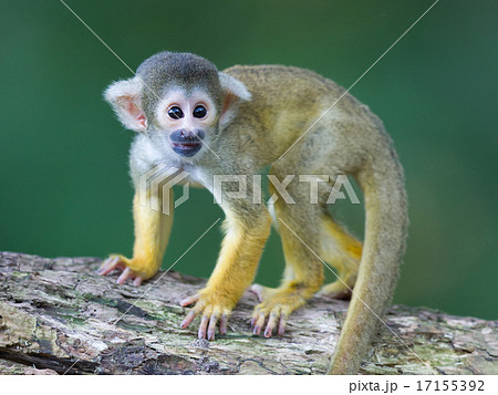 Small common squirrel monkeys (Saimiri sciureus) Small common squirrel monkeys (Saimiri sciureus) 17155392