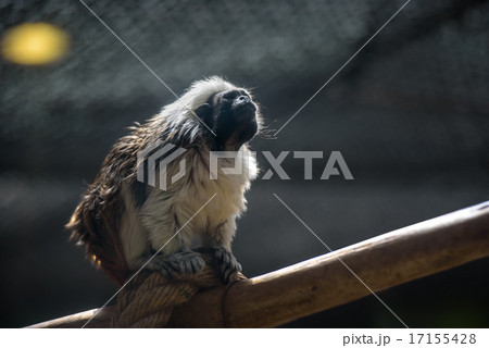Cotton-top tamarin monkey 17155428