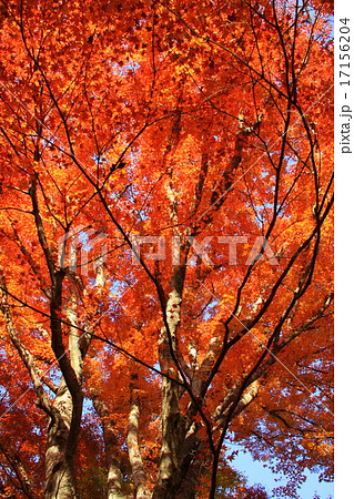 紅葉 紅葉 17156204