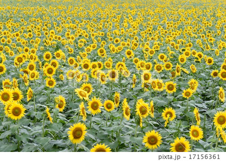 ヒマワリ畑 17156361