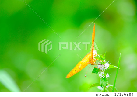 ツマグロヒョウモンとニホンハッカ 17156384