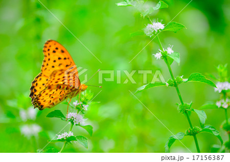 ツマグロヒョウモンとニホンハッカ 17156387
