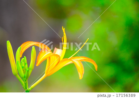 ノカンゾウ ノカンゾウ 17156389