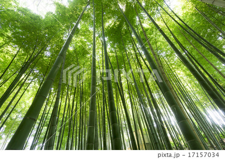 竹林 真上から照らす太陽 木漏れ日 見上げるの写真素材