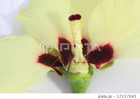 オクラの花　分解 17157045
