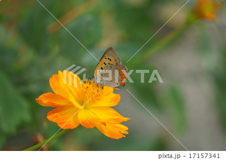 黄花コスモスに、可愛いちょうちょさん。 17157341