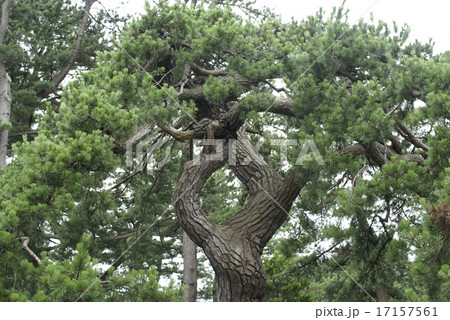 玉松 玉松 17157561