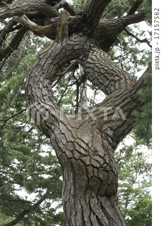 玉松 玉松 17157562