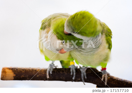 オキナインコのカップル 17157710