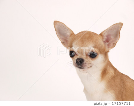 お座りしたチワワ お座りしたチワワ 17157711