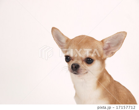 お座りしたチワワ 17157712