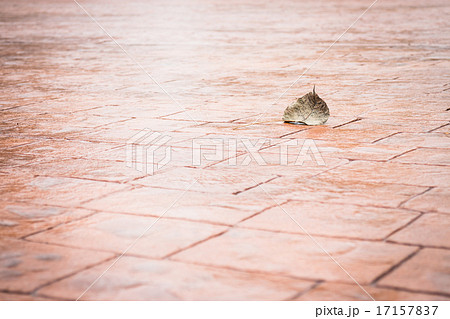 Bodhi or pho leaf dry on brick floor 17157837