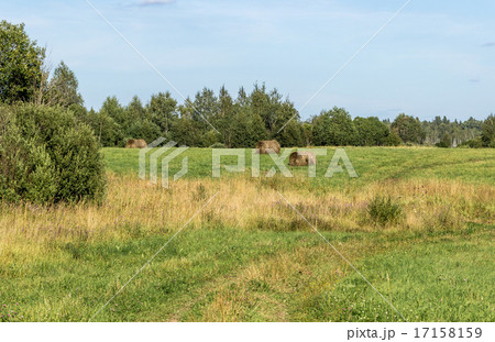 Field with hay rolls 17158159