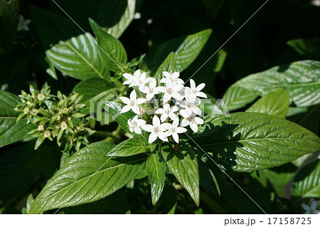 ペンタス ペンタス 17158725