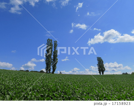 ポプラの木のある丘 ポプラの木のある丘 17158923