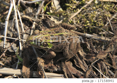 トウキョウダルマガエル トウキョウダルマガエル 17158941